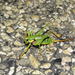 French Mountain Bush-Cricket - Photo (c) Pascal Dubois, some rights reserved (CC BY-NC), uploaded by Pascal Dubois