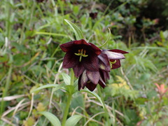 Fritillaria camschatcensis