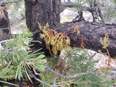 Arceuthobium divaricatum