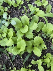 Rhamphospermum arvense