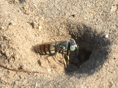 Microbembex monodonta