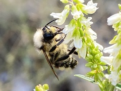 Bombus flavidus