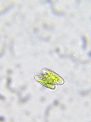 Staurastrum alternans