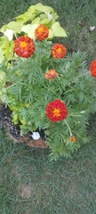 Tagetes erecta