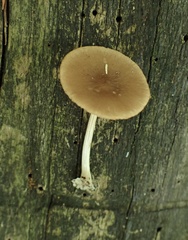 Pluteus phlebophorus