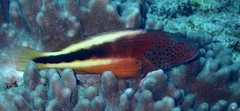 Paracirrhites forsteri