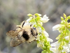 Bombus flavidus