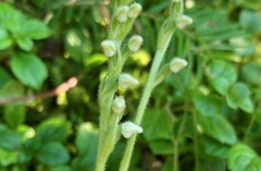 Goodyera