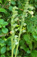 Goodyera