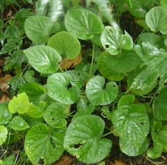 Viola odorata
