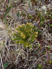 Diphasiastrum sitchense