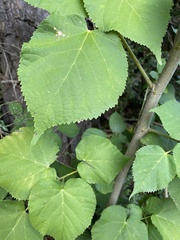 Tilia platyphyllos