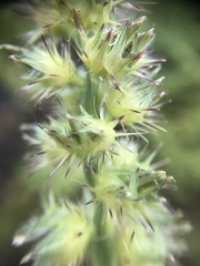 Cenchrus echinatus