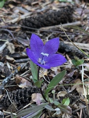 Campanula parryi
