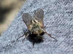 Hamatabanus floridensis