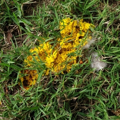 Fuligo septica