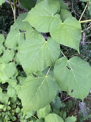 Tilia platyphyllos