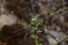Buglossoides arvensis