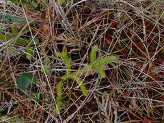 Lycopodium
