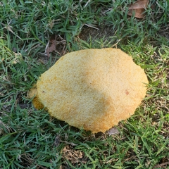 Fuligo septica