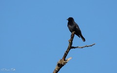 Molothrus rufoaxillaris