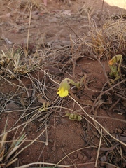 Hermannia lancifolia