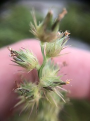 Cenchrus echinatus