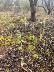 Pterostylis mutica