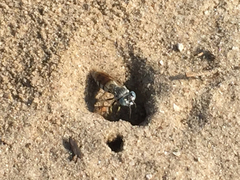 Microbembex monodonta