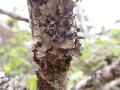 Lobarina scrobiculata