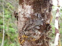 Peltigera collina