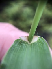 Cenchrus echinatus