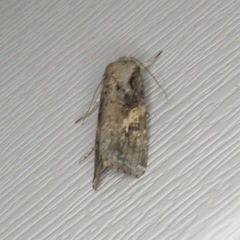 Spodoptera frugiperda