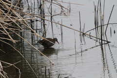 Rallus aquaticus