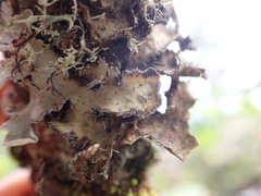 Lobarina scrobiculata