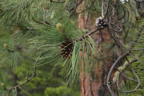 Pinus ponderosa