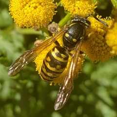 Vespula atropilosa