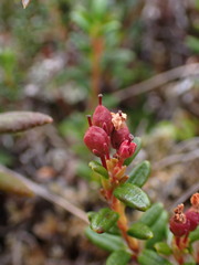 Kalmia procumbens