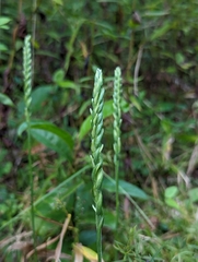 Spiranthes cernua