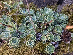 Saxifraga paniculata