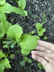 Rhamphospermum arvense