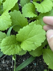 Rhamphospermum arvense