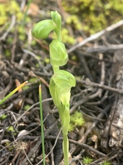 Pterostylis mutica