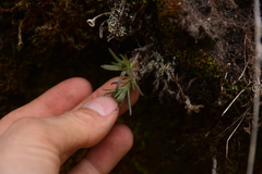 Sedum stenopetalum