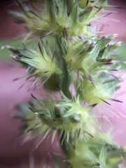 Cenchrus echinatus