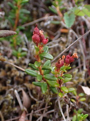 Kalmia procumbens