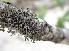 Hypogymnia hultenii