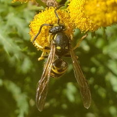 Vespula atropilosa