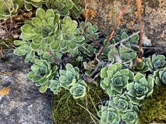 Saxifraga paniculata