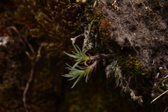 Sedum stenopetalum
